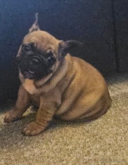 Francouzský buldoček - 8