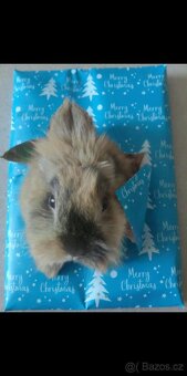 Zakrslý kralik Lvíček - 8