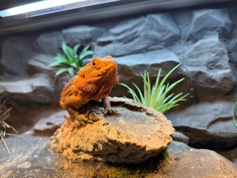 Agama vousatá SAMIČKA - 8