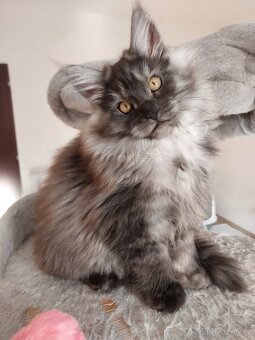 MAINE COON - Mainská mývalia s PP - 8