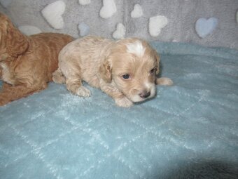 Maltipoo štěňátka - 8