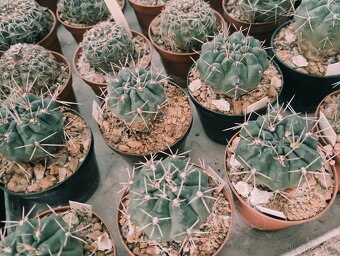 Kaktusy 🌵 - 8