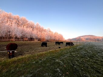 Rezervace na dexter jalovice s POP na rok 2026 - 8