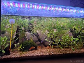 Paví očka, ancistrus, neonky - 8