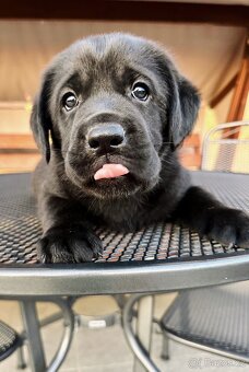 IHNED K ODBĚRU Labradorský Retriever s PP - 8