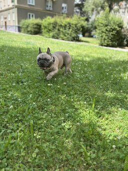 Francouzsky buldoček - 8