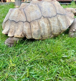 ‼️ Želva ostruhatá (Centrochelys sulcata) ‼️ - 8