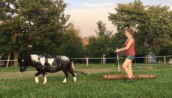 Klisna shetland pony - 8