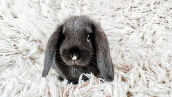 Zakrslý beránek, králíček, králík - PEGGY - 8