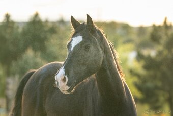 Valach Welsh Cob 3,5 roku - 8