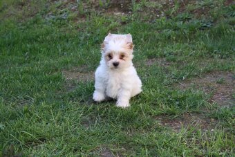 Yorkshire Terrier Golddust - 8
