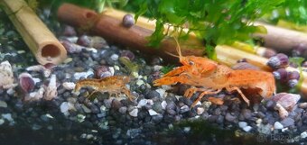 Cambarellus patzcuarensis var. Orange (CPO) - 8