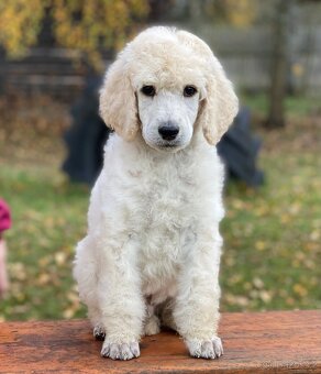 Pudl královský - 8