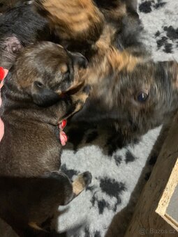 Jezevčík standard drsnosrstý s PP - 8