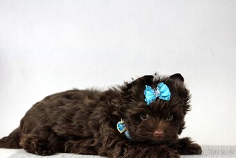 jorkšírský terrier s PP - 8