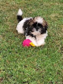 Shih-tzu,sicu,shi-tzu - 8