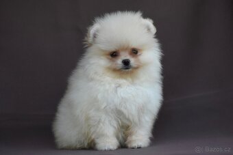 Pomeranian - 8