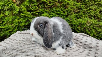 Zakrslý beránek, králíček, králík-HENRY - 8