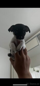Adopce - 8