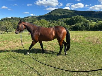 Valach QH 4,5 roku - 8
