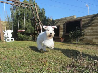 Knírač malý bílý s PP - CHS Švarcava - 8