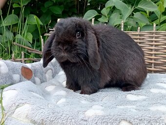Černý 8 měsíční Sameček MiniLop -( Chov / Mazlík ) - 8