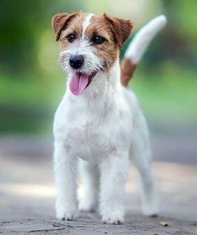 Jack Russell teriér – 4 fenky + 2 pejsci s PP k rezervaci - 8