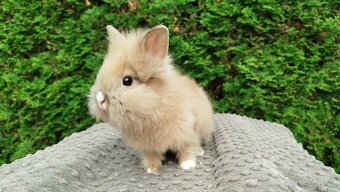 Zakrslý králík, králíček -(lvíček)-TESSIE - 8