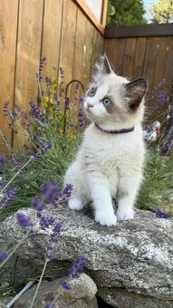 Kocourek plemene Ragdoll - 8