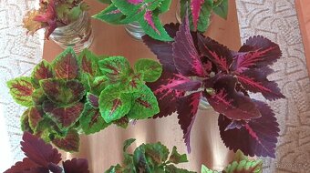Africká barevná okrasná kopřiva - coleus - 8