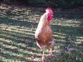 Prodám kohouta do chovu - 8