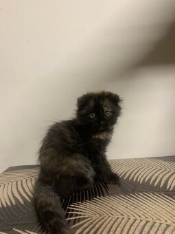 Britská koťátka - 8