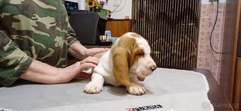 Basset hound – štěně s PP – bikolorní fenka - 8