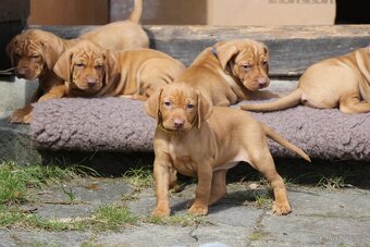 Maďarský ohař s PP  - vizsla - 8