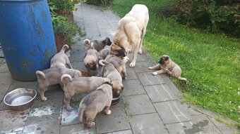 Kangal štěňata - 8