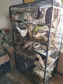 Prodej - osmák degu a klec - 8