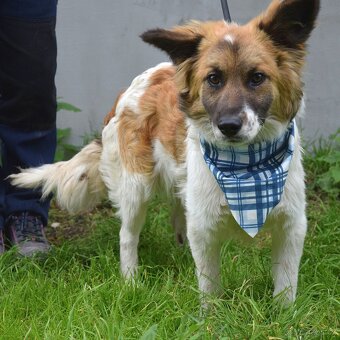 Olim hledá domov - 8