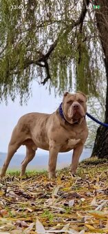 American Bully XL - 8