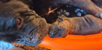 Cane corso s PP - 8