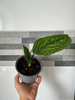 Monstera PERU Karstenianum - 8