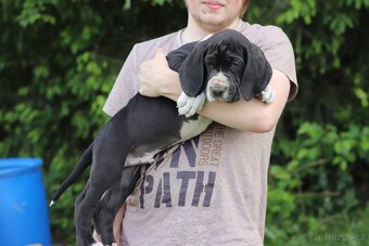 Nemecka doga - 8