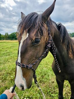 Lusitano klisna nar. 5/2024 - 8