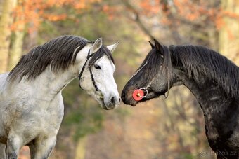 Připouštění hřebcem ČSP 2352 Lucky - 8