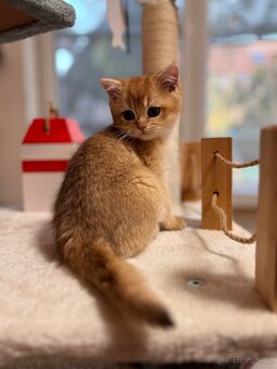 Luxusní zlata britská činčila koťata s PP pro chov - 8