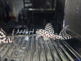 L 236 Super White - odchov - 8