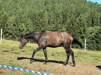 Dvouletá kobylka po Cornet de Lux - 8