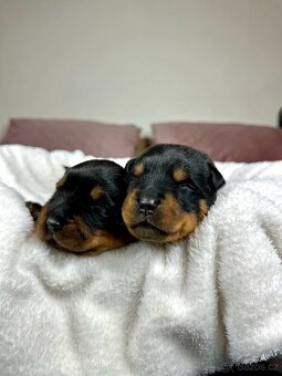 Rotvajler, Rottweiler, rtw s pp - 8