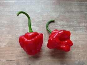 semínka chilli - 8