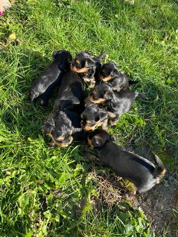 Štěňátka yorkšíra bez PP - 8