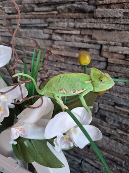 chameleon jemenský - 8
